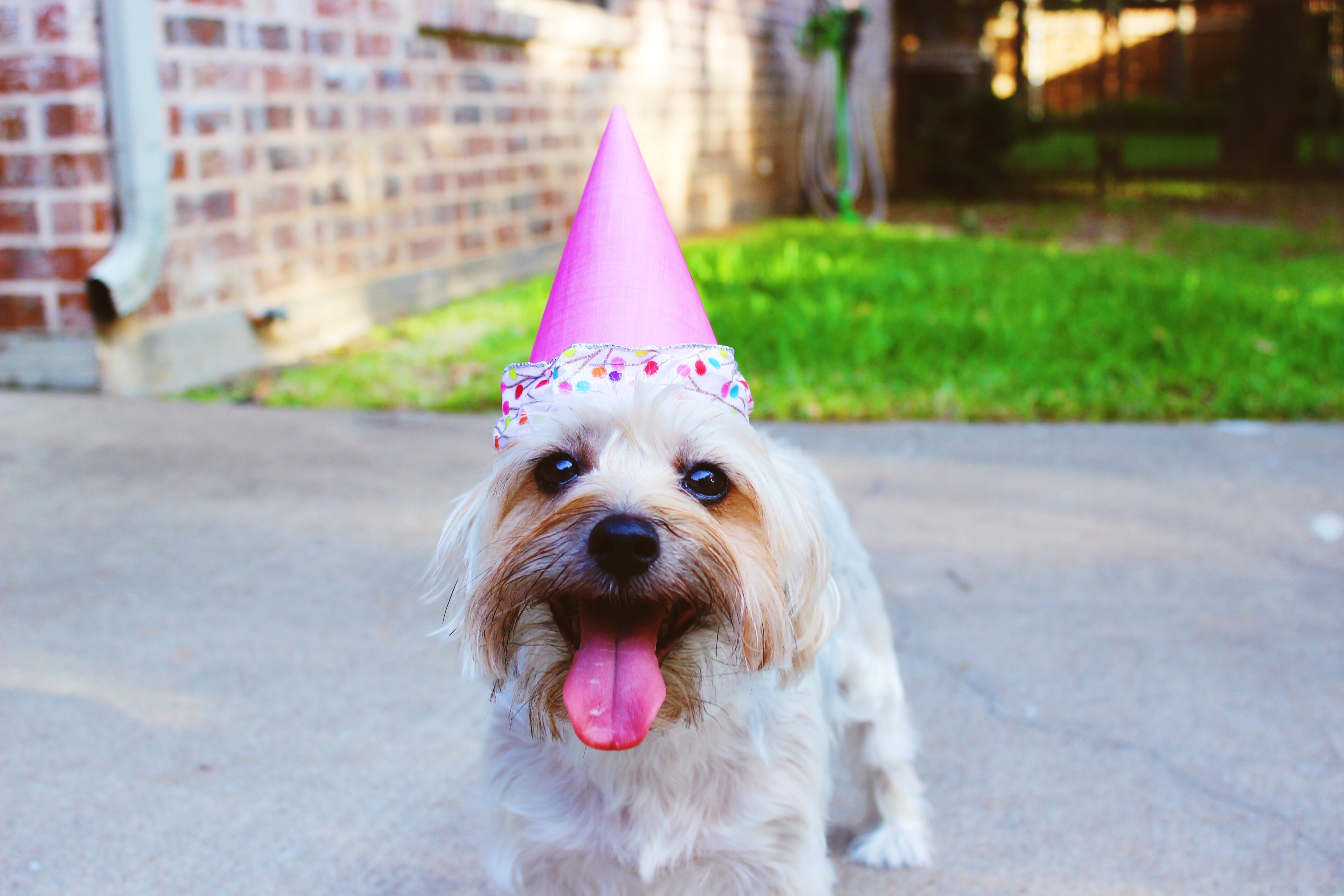 Dog in party hat at aged care home