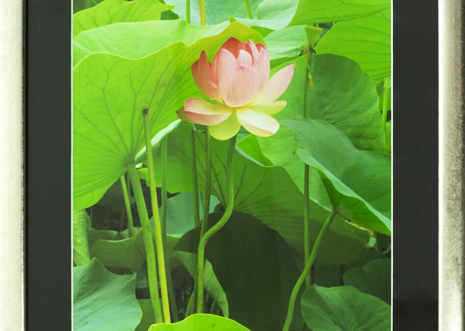 Undercover Lotus